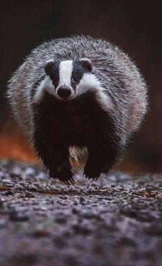 a raccoon is walking on the ground