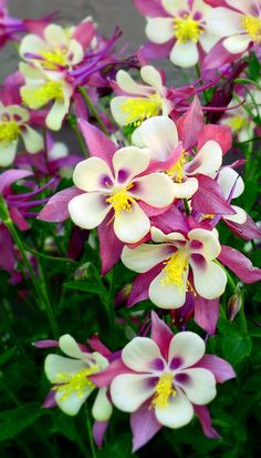 purple and white flowers with green leaves