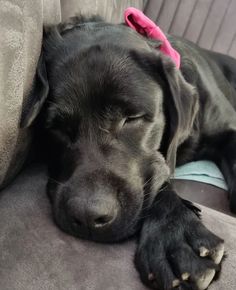 a large black dog laying on top of a couch with its head resting on the armrest