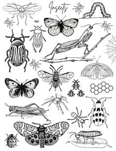 an image of bugs and insects in black and white