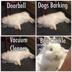 four different pictures of a white rabbit laying on the floor