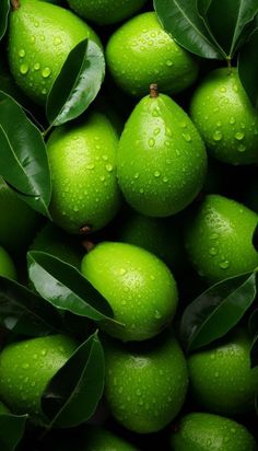 green pears with leaves and water droplets on them are piled high in the air