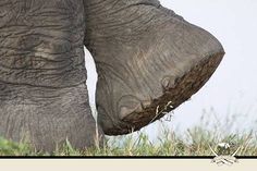 an elephant is standing in the grass with its foot on it's back end