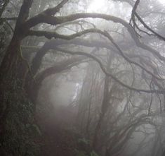 foggy forest with trees in the foreground