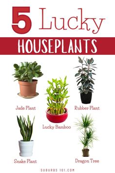 five lucky houseplants with text overlay that says 5 lucky houseplants