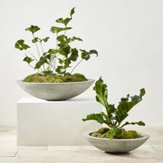 two white bowls with plants in them sitting on top of each other next to one another