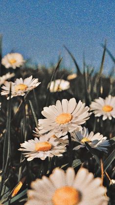 a field full of white daisies under a blue sky