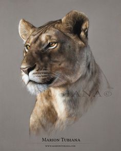 a drawing of a lion's head on a gray background with the words marion tubana