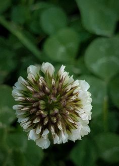 a white and brown flower with green leaves in the background