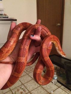 a person holding an orange snake in their hand on the kitchen tile floor next to a stove