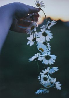 a person holding some daisies in their hand