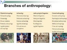 the four branches of an anthropody