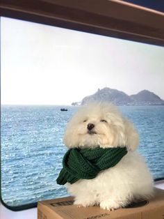 a small white dog wearing a green scarf sitting on top of a box in front of the ocean