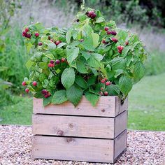 a wooden planter filled with lots of green leaves and red berries sitting on top of gravel