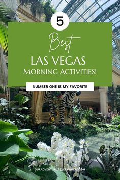 the top 5 best las vegas morning activities number one is my favorite