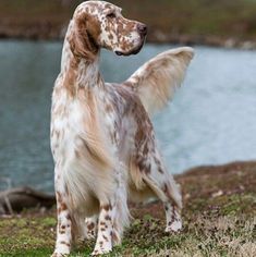 a brown and white dog standing on top of a grass covered field next to a lake