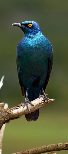 a blue bird sitting on top of a tree branch