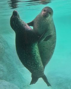 two sea lions are swimming in the water with their heads touching each other's necks