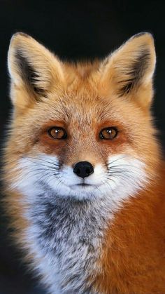 a close up of a red fox's face