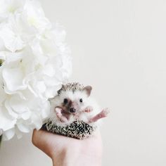 a small hedge sitting on top of a person's hand next to a white flower