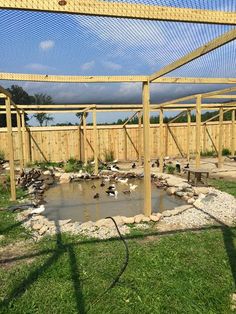 ducks are swimming in a pond inside a fenced enclosure