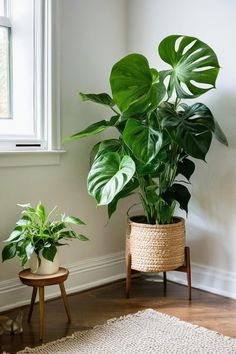 two potted plants sitting next to each other on a wooden table in front of a window