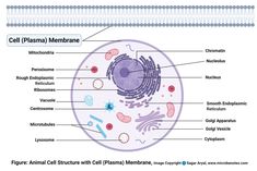 the structure of an animal cell