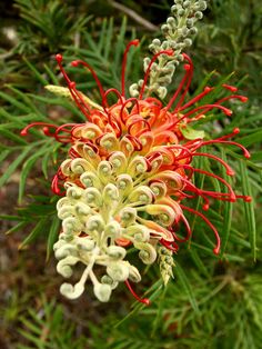 an orange and yellow flower on a pine tree in the woods, with red stamens