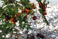 small oranges growing on the branches of a tree in an area with rocks and gravel