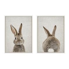 two pictures of rabbits on the wall