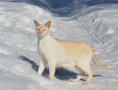 an orange and white cat standing in the snow