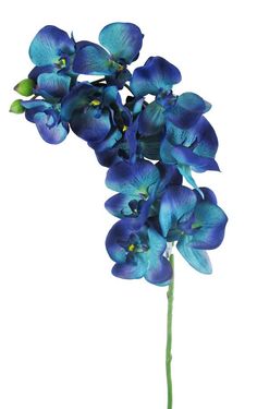 متحف فني, Silk Orchids, Orchid Wedding, Blue Wedding Flowers, Silk Flowers Wedding, Botanical Decor, Blue Orchids, Phalaenopsis Orchid, Graffiti Artist