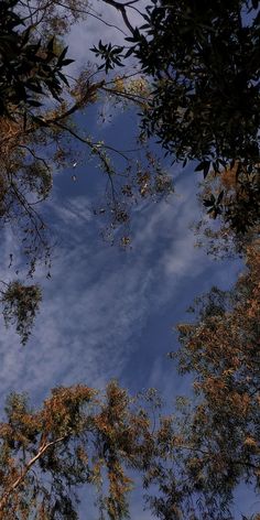 looking up at the sky through some trees