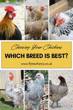 chickens and roosters are shown in this collage with the words which breed is best?