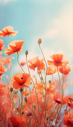 the flowers are blooming in the field with blue sky behind them and sunlight coming through