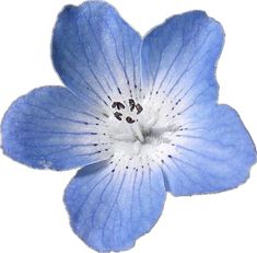 a blue flower with white stamens on it