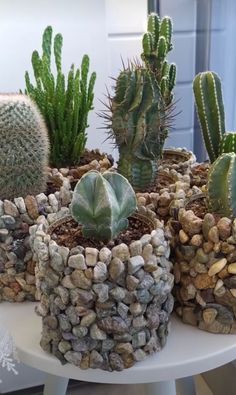 there are many different kinds of cactus in the potted planter on the table