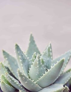 a close up of a green plant with water droplets on it