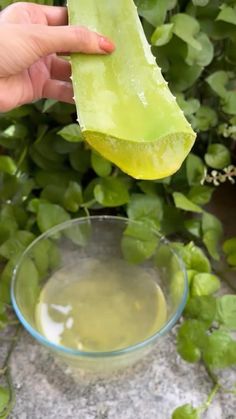 a person holding a piece of aloea in front of a glass bowl filled with water