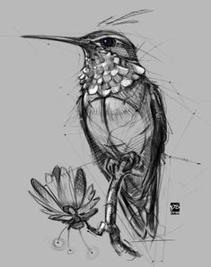 a black and white drawing of a hummingbird on a branch next to a flower