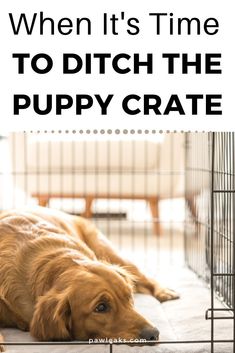 a large brown dog laying on top of a floor next to a cage with the words when it's time to ditch the puppy crate