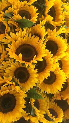 a large bunch of sunflowers in a vase