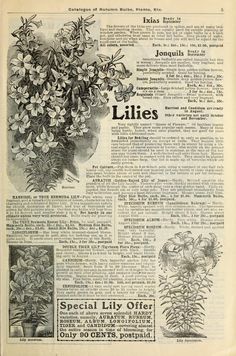 an old newspaper with flowers on it