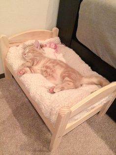 a cat laying on top of a bed next to a wall and carpeted floor