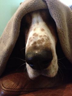 a dog is wrapped in a blanket on top of its head and it's nose