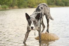 a black and white dog standing on top of a rock in the middle of water