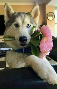 a husky dog with flowers in its mouth