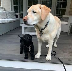 a dog standing next to a black puppy on a porch