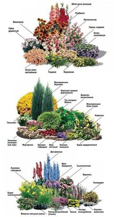 the different types of flowers and plants in this garden are labeled with their corresponding names