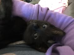 a black cat laying on its back in a purple blanket and looking up at the camera